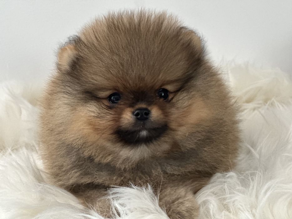 Szpic miniaturowy pomeranian FCI mini miś