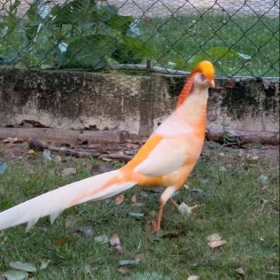 Bażanty brzoskwiniowe