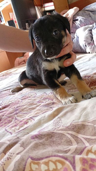 Щенки, собаки, цуцеки в добрі руки, бекоштовно