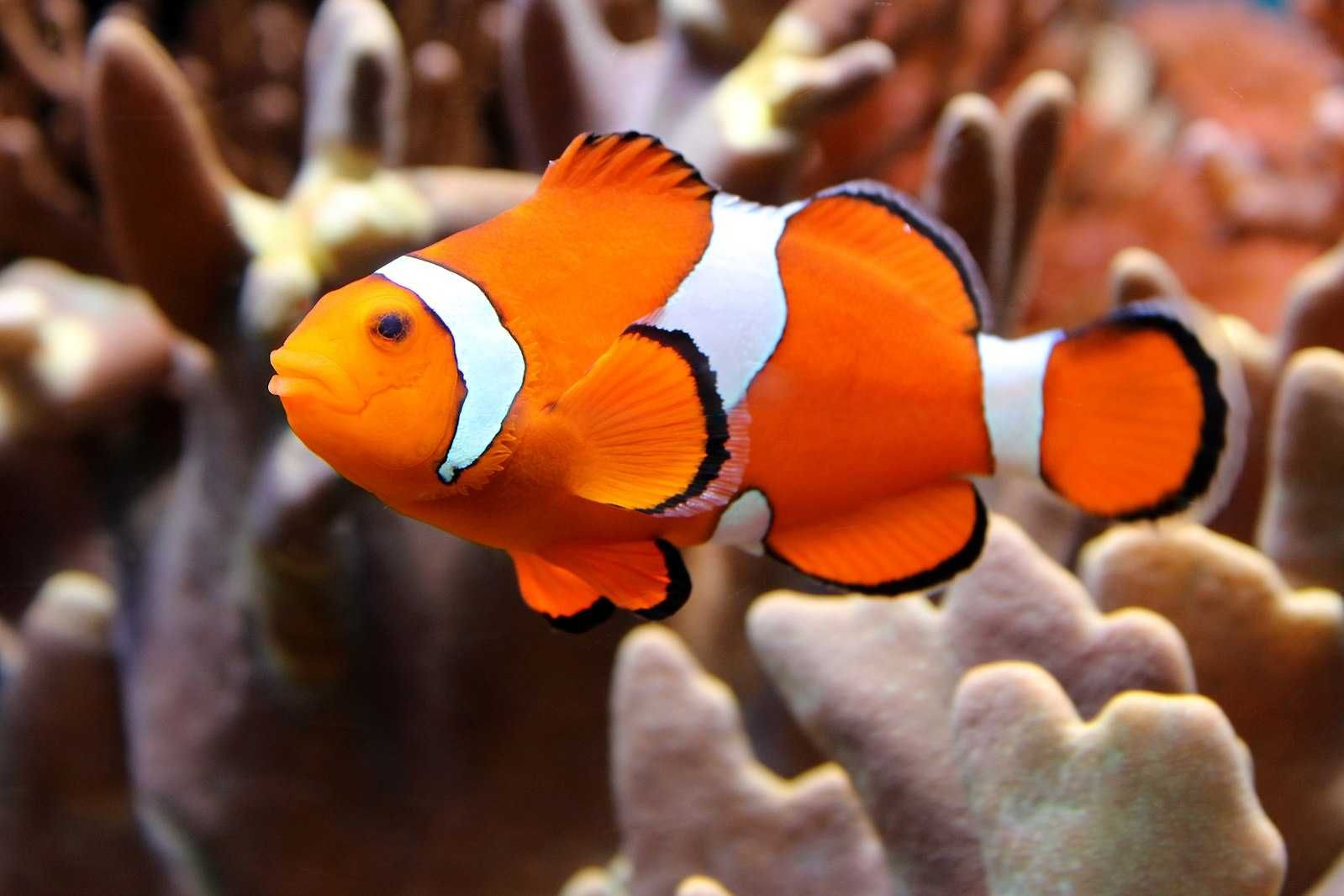 Amphiprion ocellaris - Błazenek