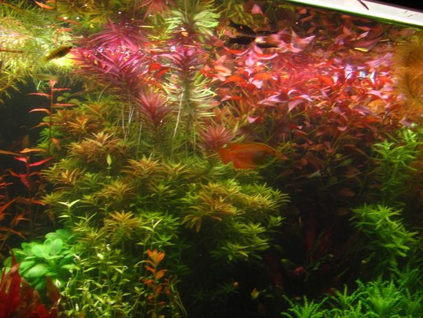 Гарні живі рослини для вашого акваріуму