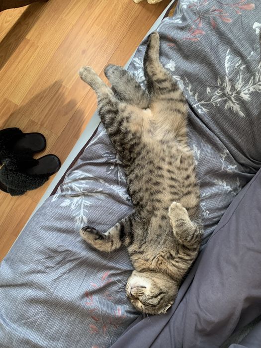 Котик для вʼязки ,Скоттіш-Фолд вислоухий,привитий.Ціна договірна .