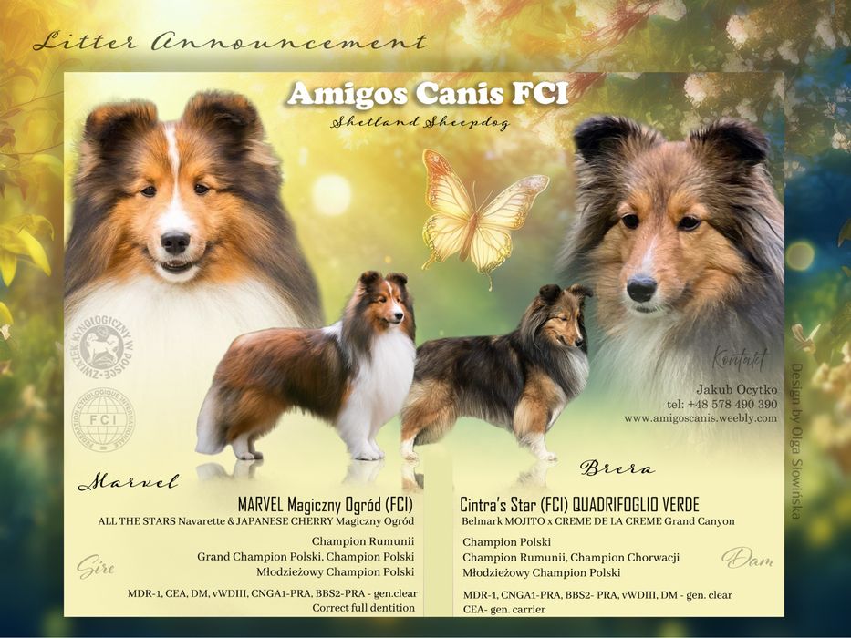 Owczarek szetlandzki sheltie szczenię ZKwP FCI
