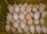 Индюшиные яйца, Инкубационные