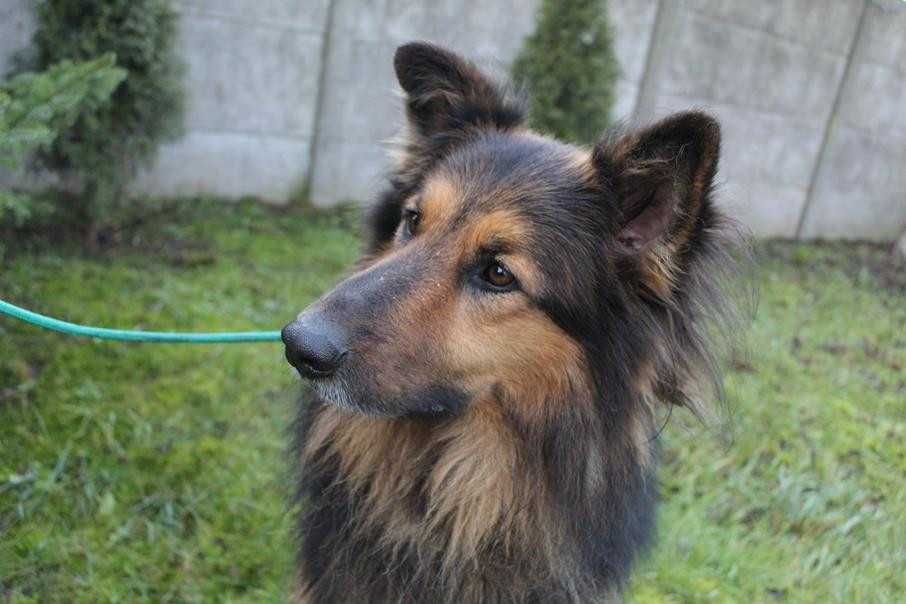 097109 Armin do adopcji