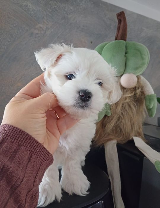 Sami piękny piesek maltipoo jasny krem
