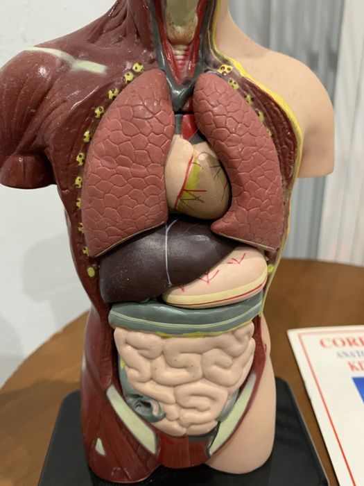 Corpo humano desmontavel bom eatado