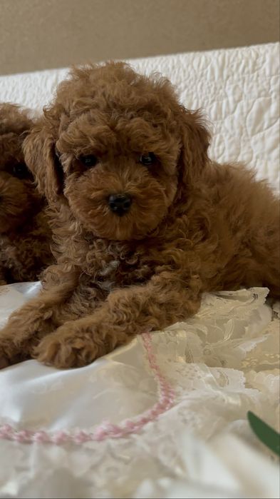 Хлопчик той педель Китай