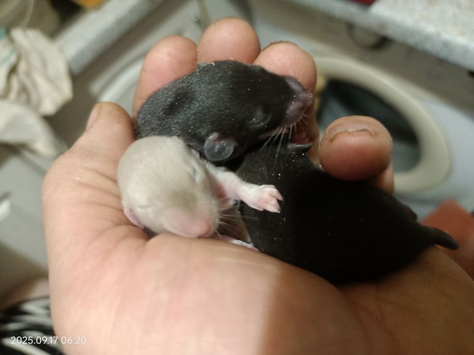 криски ручні Дамбо