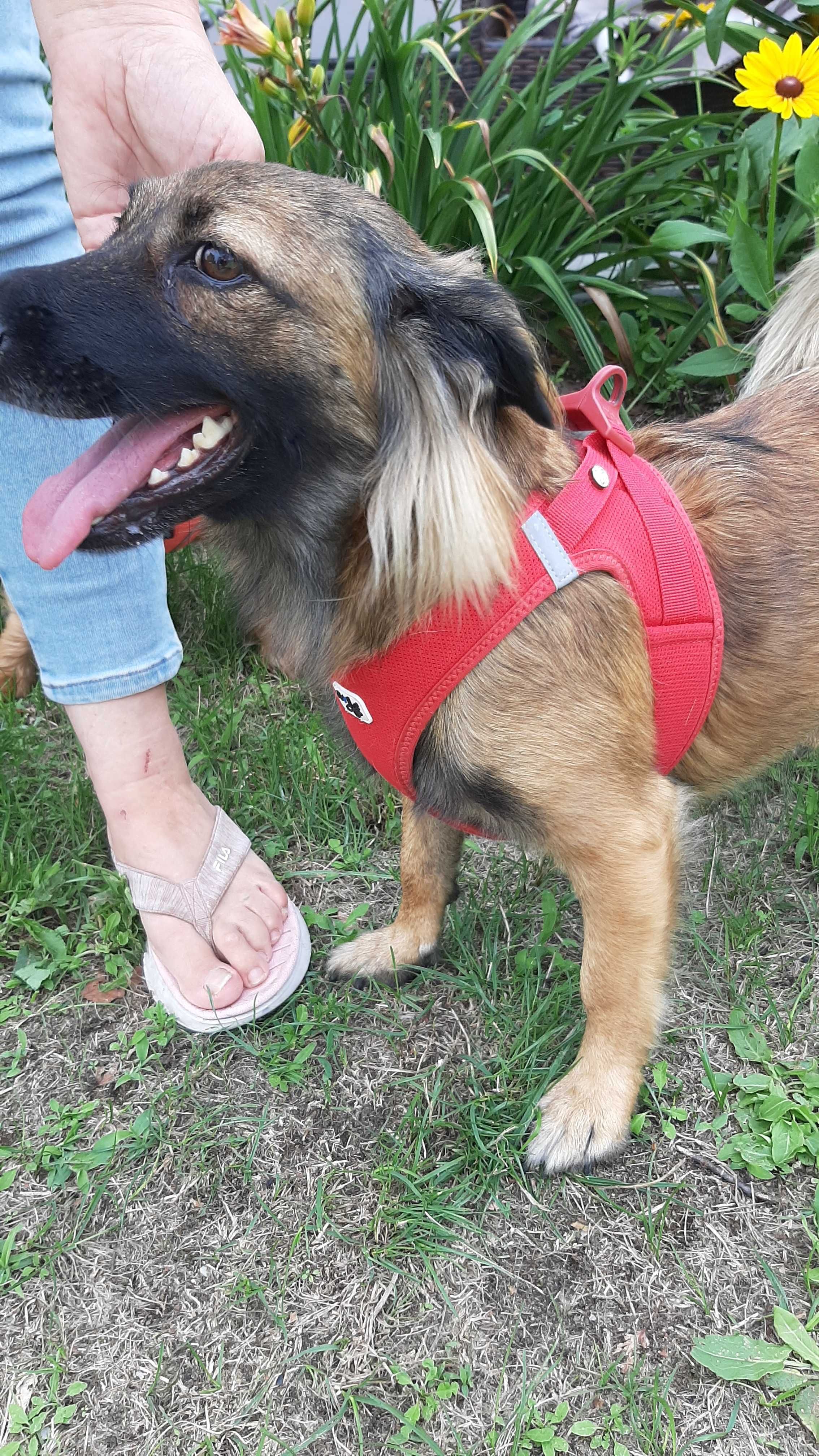 Do adopcji sunia Dejzi i mały kociak