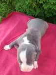 Blue Suczka  Amstaff