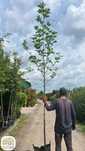 Platanus acerifolia, Platan klonolistny, obwód: 6-8, 8-10, 12-14cm
