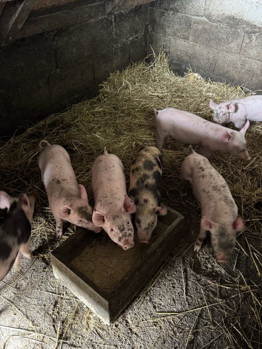 Leitoes prontos a sair