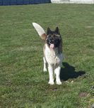Akita amerykanska suka do adopcji