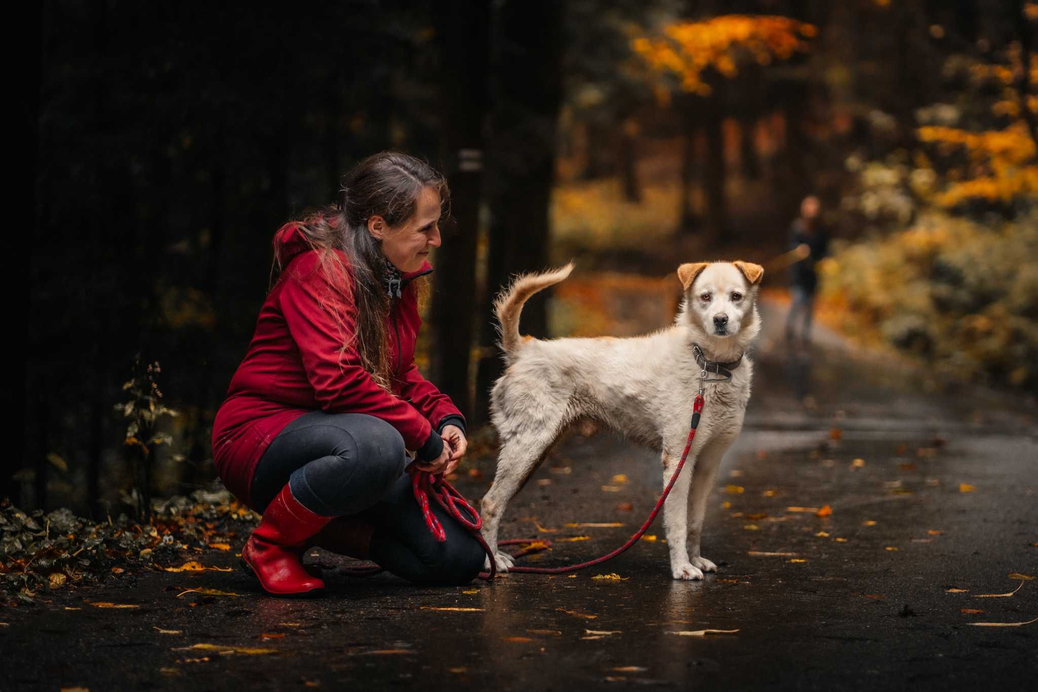 Dunaj - pies do adopcji / szuka DT