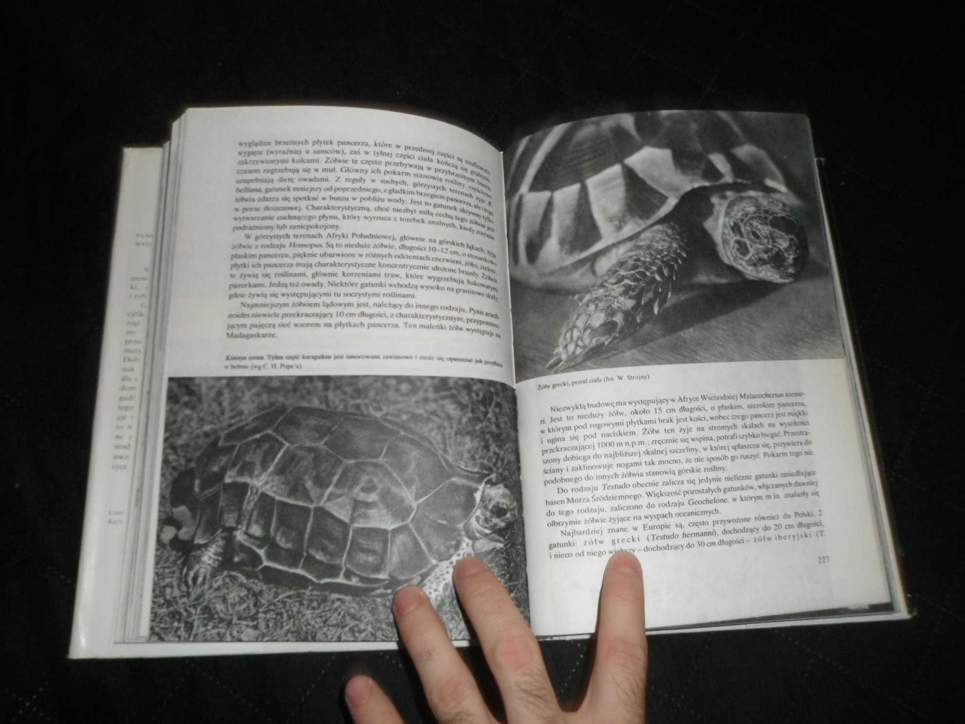 Gady [zwierzęta świata ]  - Hanna Dobrowolska