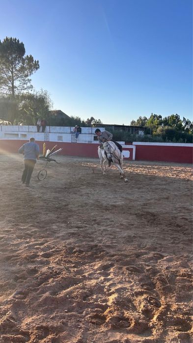 Vendo cavalo cruzado.