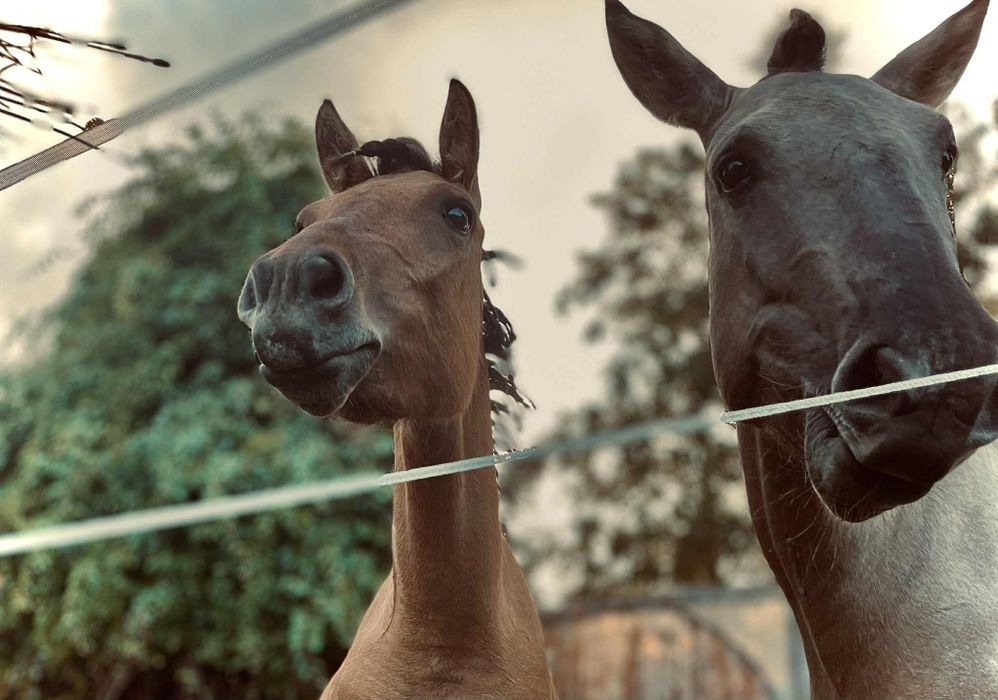 Sprzedam/wymiana Klacz kuc 130 cm