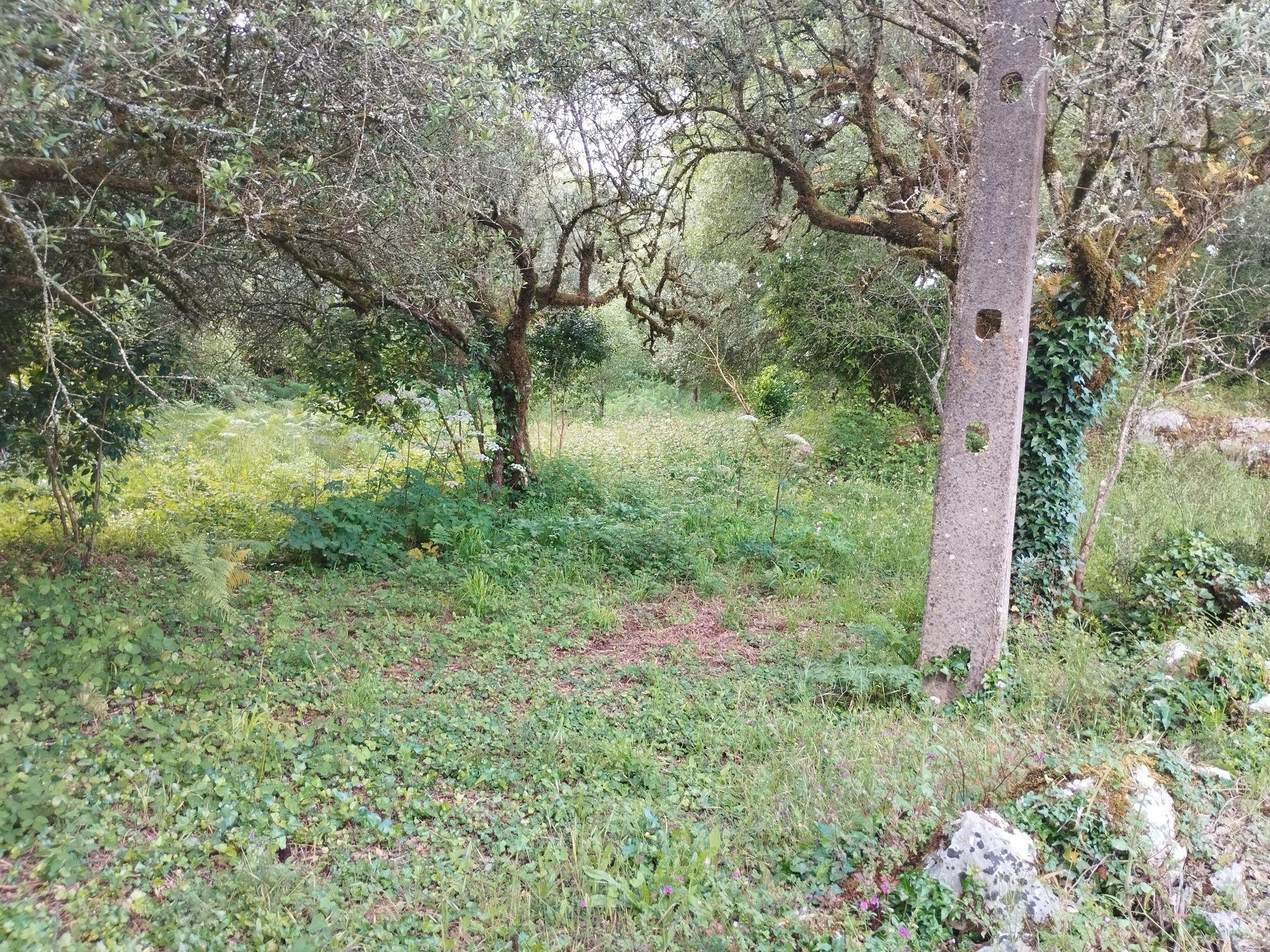 Terreno com carvalhos centenários