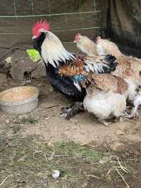 Ovos incubaçao da minha quinta  - Faverolles importadas( fertilidade