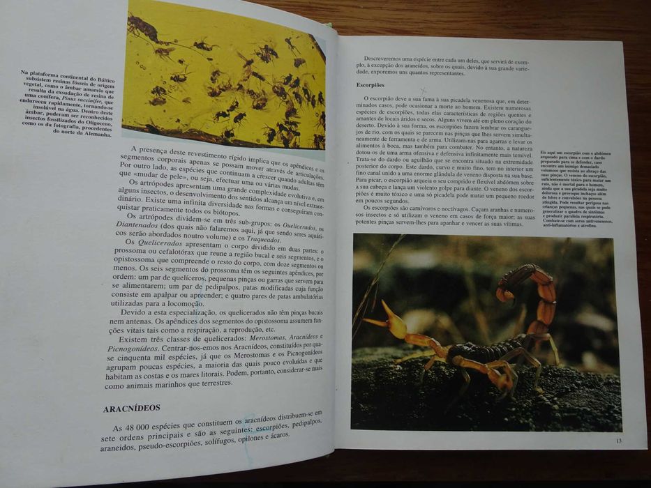 Os Segredos da Natureza - Artrópodes Terrestres