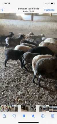 Продам ягнята, баранчики, барани, овечки, вівці