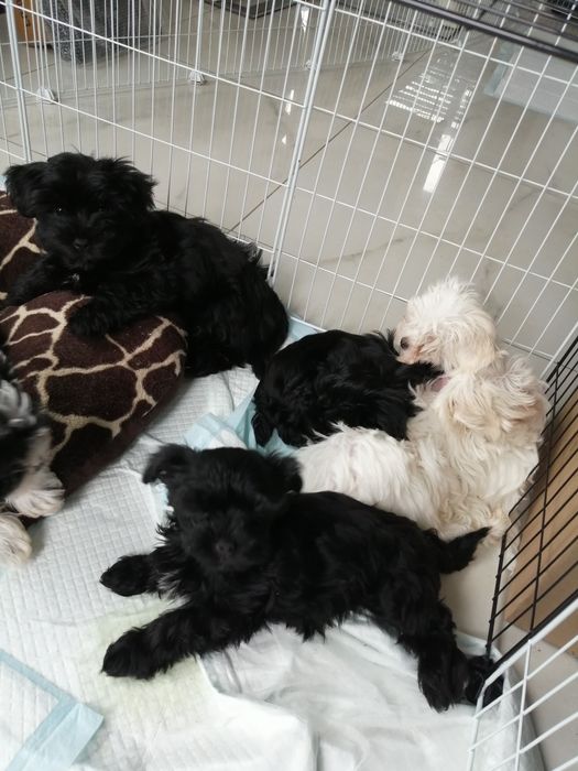 Yorkshire Terrier York Black piesek