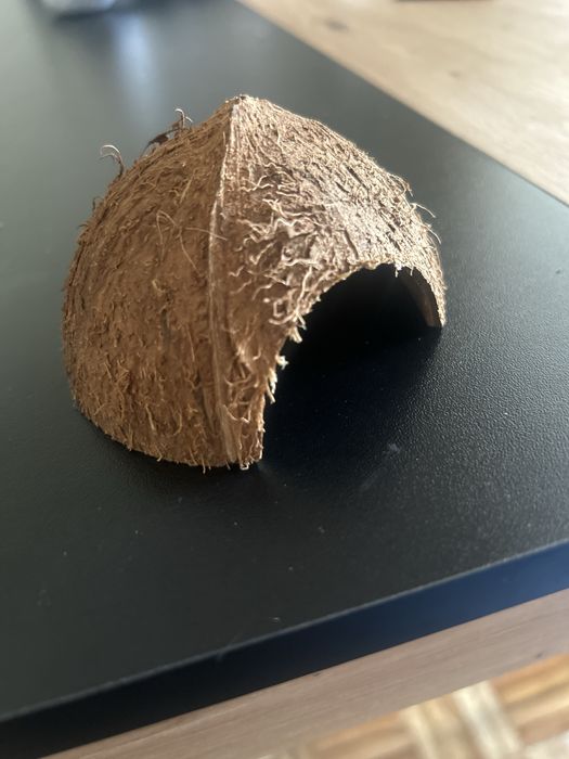 Dois Cocos de aquario