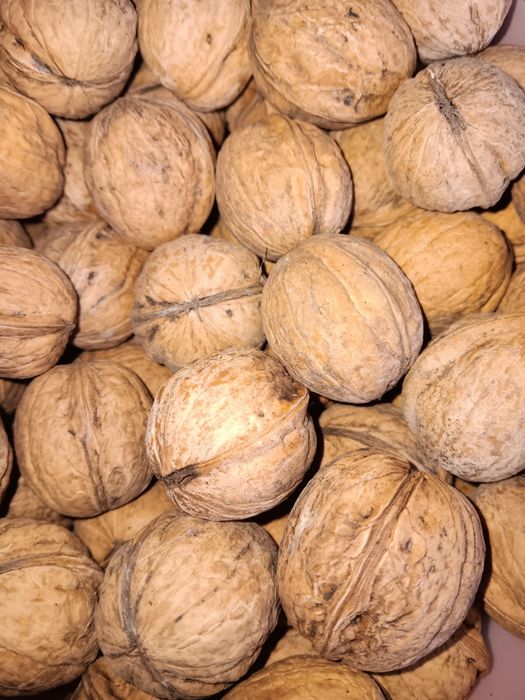Orzechy włoskie tegoroczne.