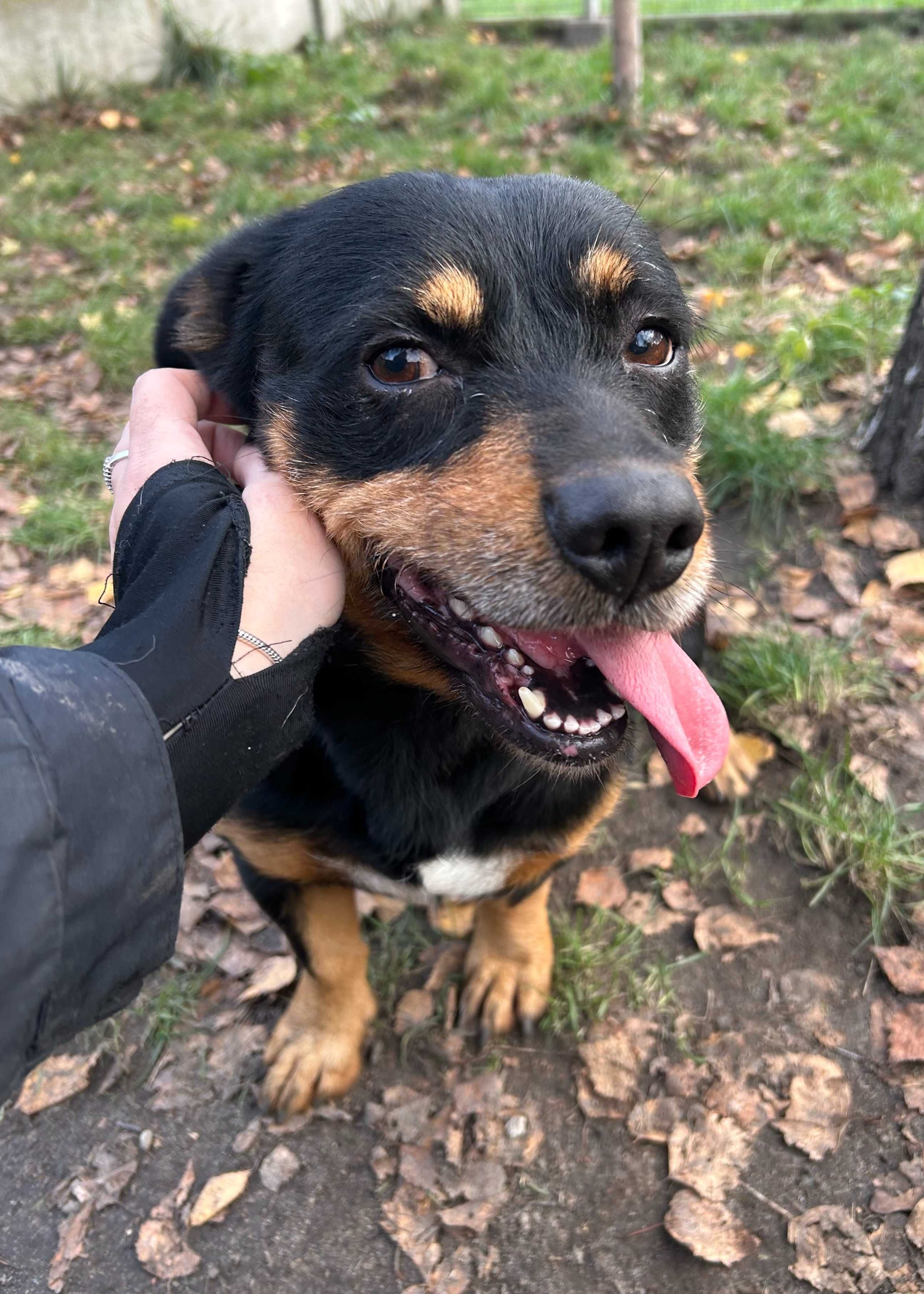 Krokiet pies do adopcji Kalisz Wroclaw Poznan Lodz