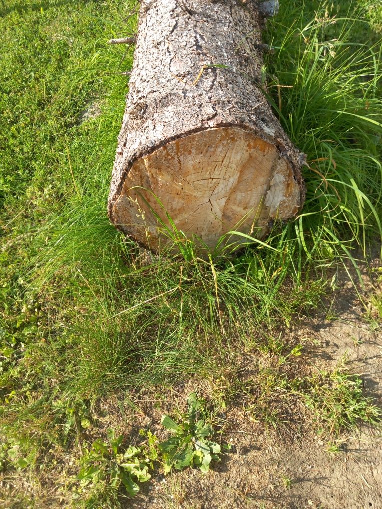 Świerk drzewo, na drewno deski