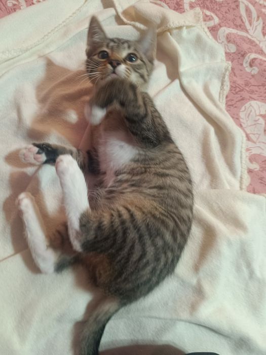 Mały kociak cudo słodkie Lafi do adopcji