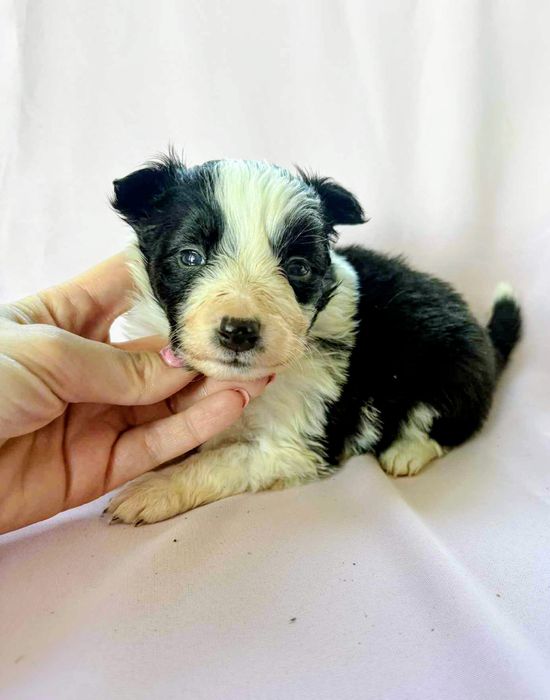 Border Collie suczka Krysia