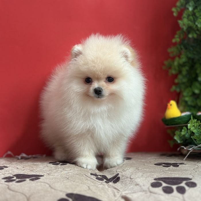 шикарний хлопчик шоу класу.