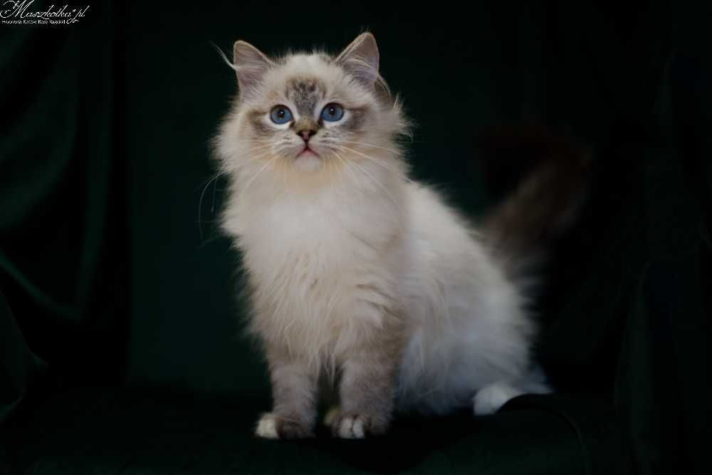 Ragdoll, śliczny kocurek seal mitted lynx z prawdziwym rodowodem FPL