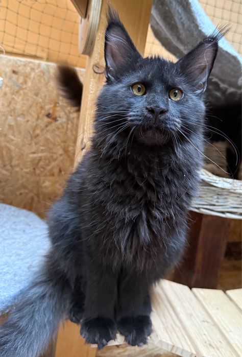 Cudny czarny kocurek Maine Coon