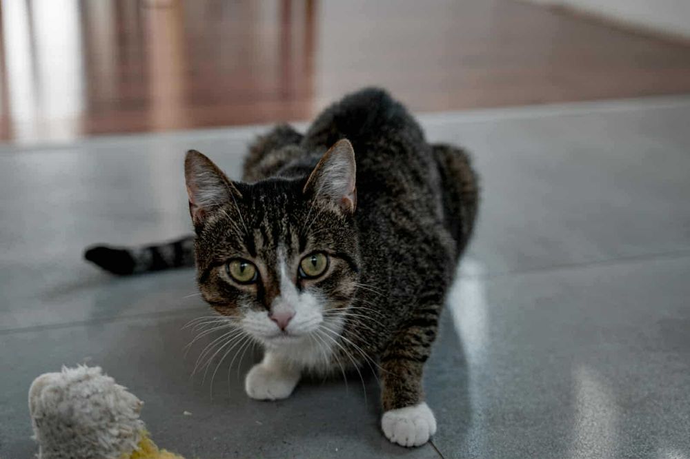 Kocurek do adopcji