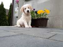 Golden Retriever szczeniak biszkoptowy