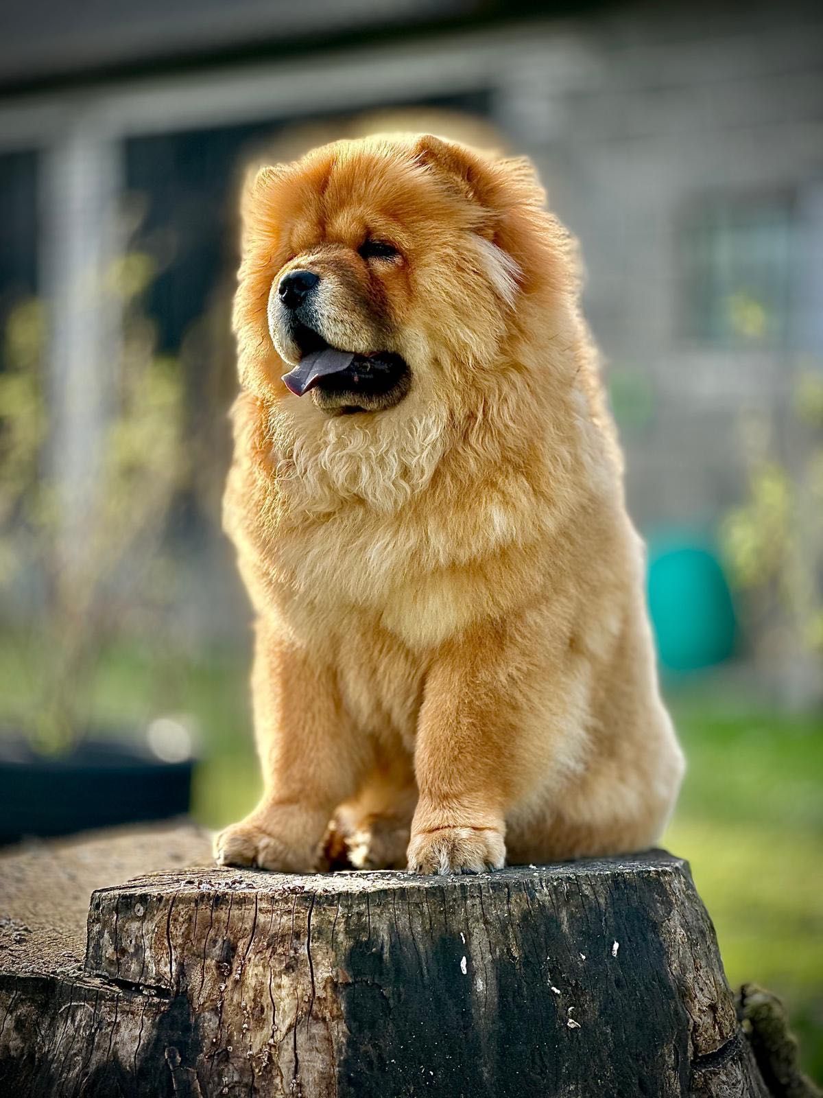 Chow Chow ZKwP / FCI