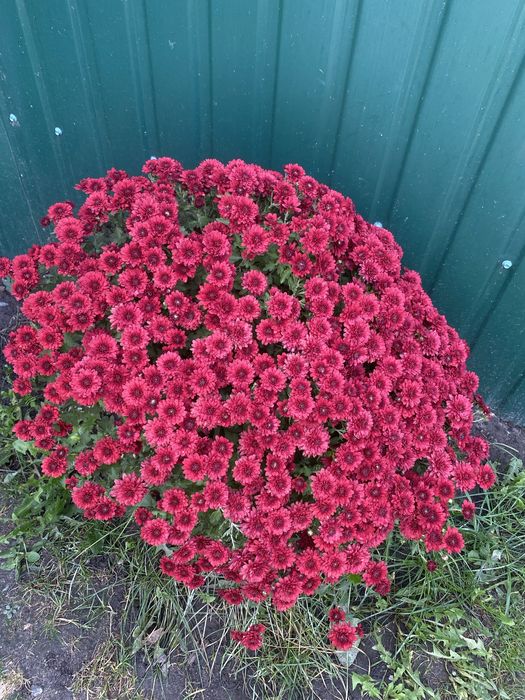 Хризантема мультифлора