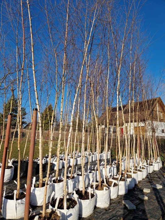 Brzoza brodawkowata obwód pnia 5-16 cm