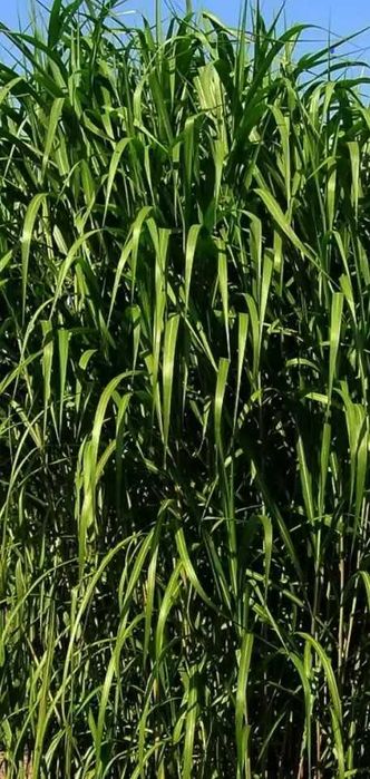 Miskant Olbrzymi sadzonki (15szt.)