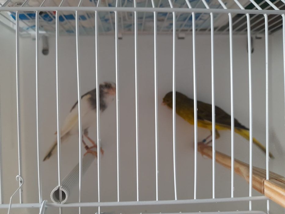 Canario largues espanhol