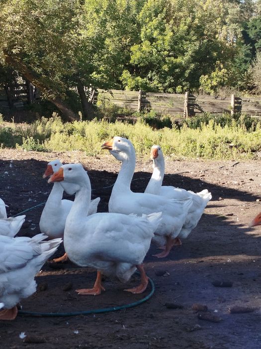 Продам гуси (Холмогори )