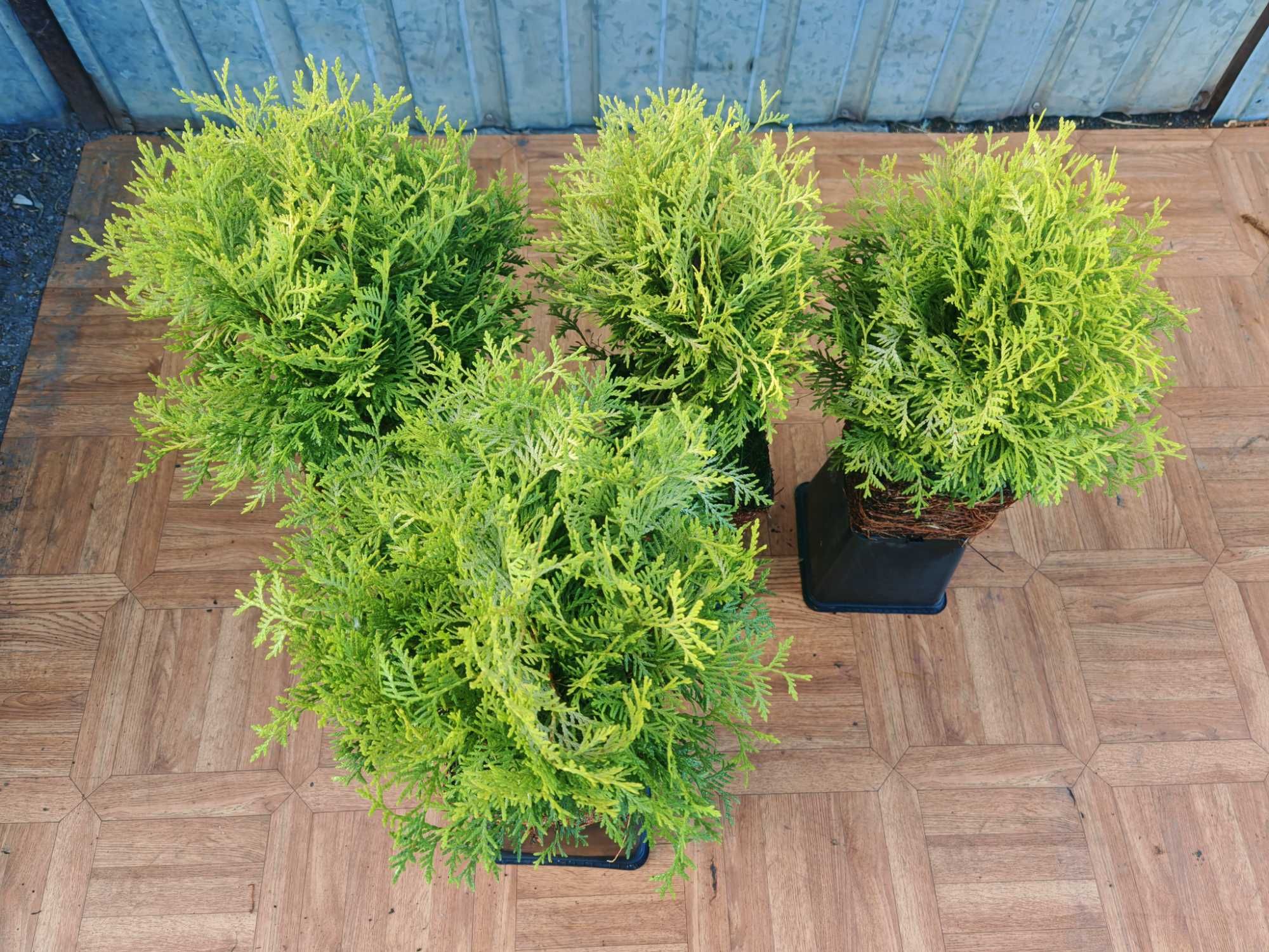 PIĘKNA Złota Thuja Danica Danika Gold Aurea kulka 4 letnia sadzonka