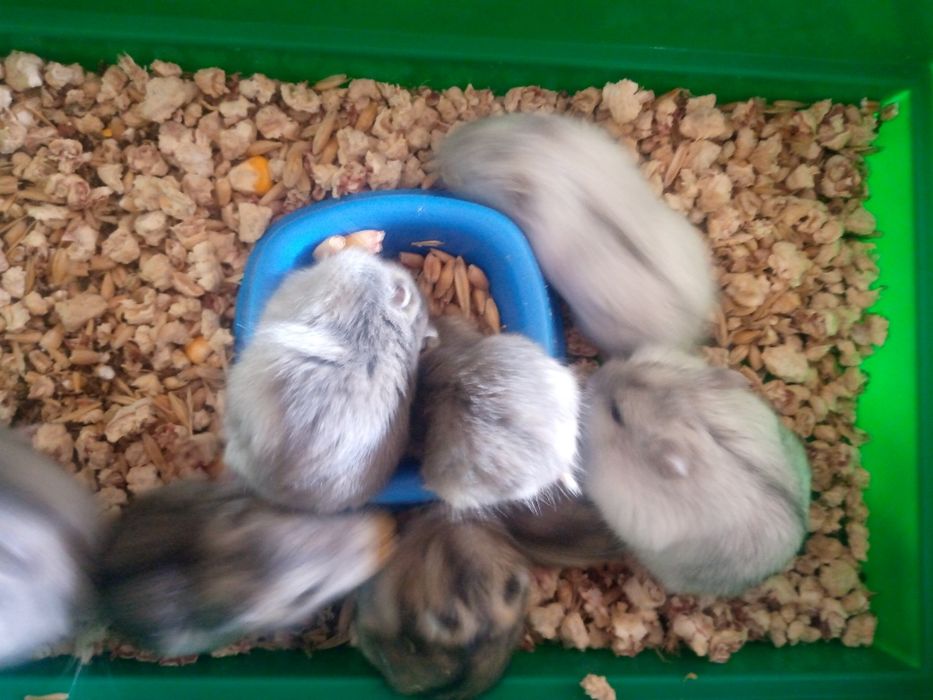 Джунгарский хомяк