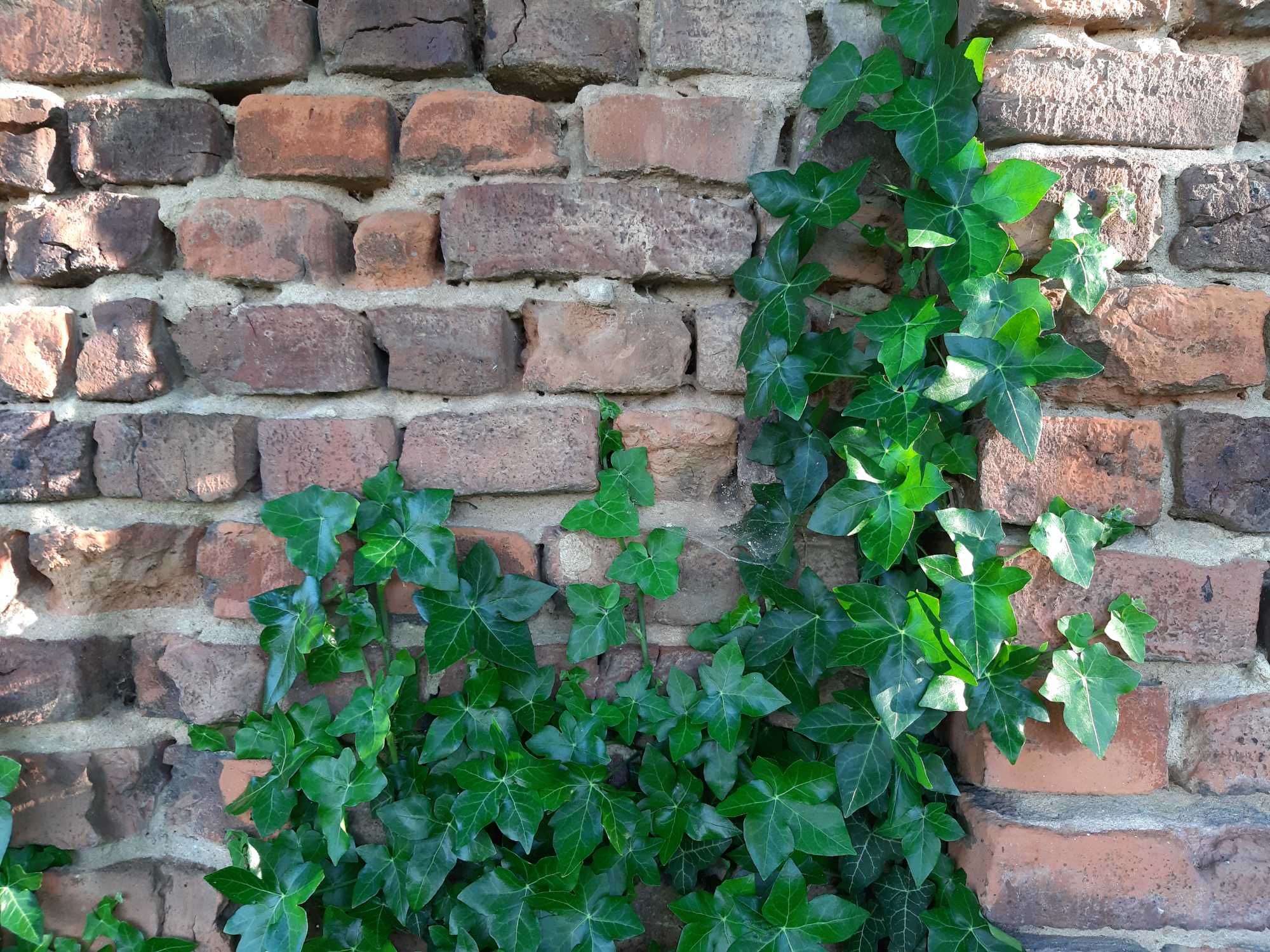 Bluszcz pospolity hedera helix na mur siatkę skarpę