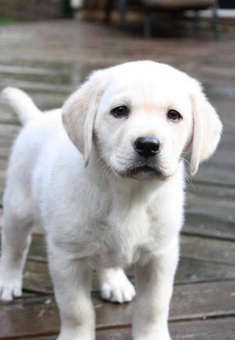 Белый Мишка Лабрадорчики Элитные щенки Питомника с Документами Доставк