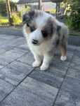 Border Collie Pies tricolor Blue Merle REZERWACJA