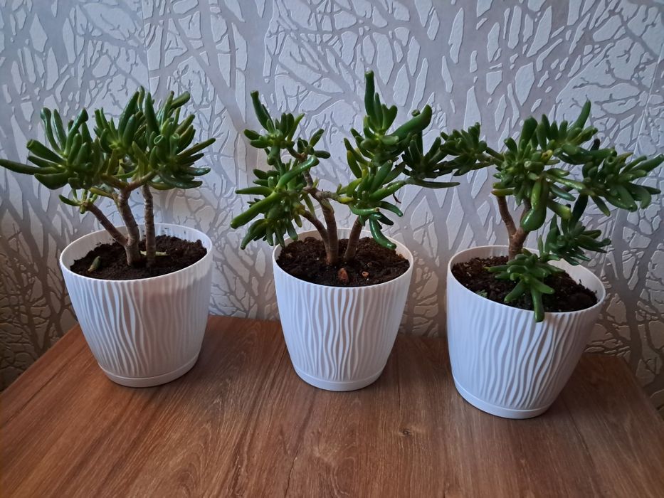 Kwiaty domowe różne